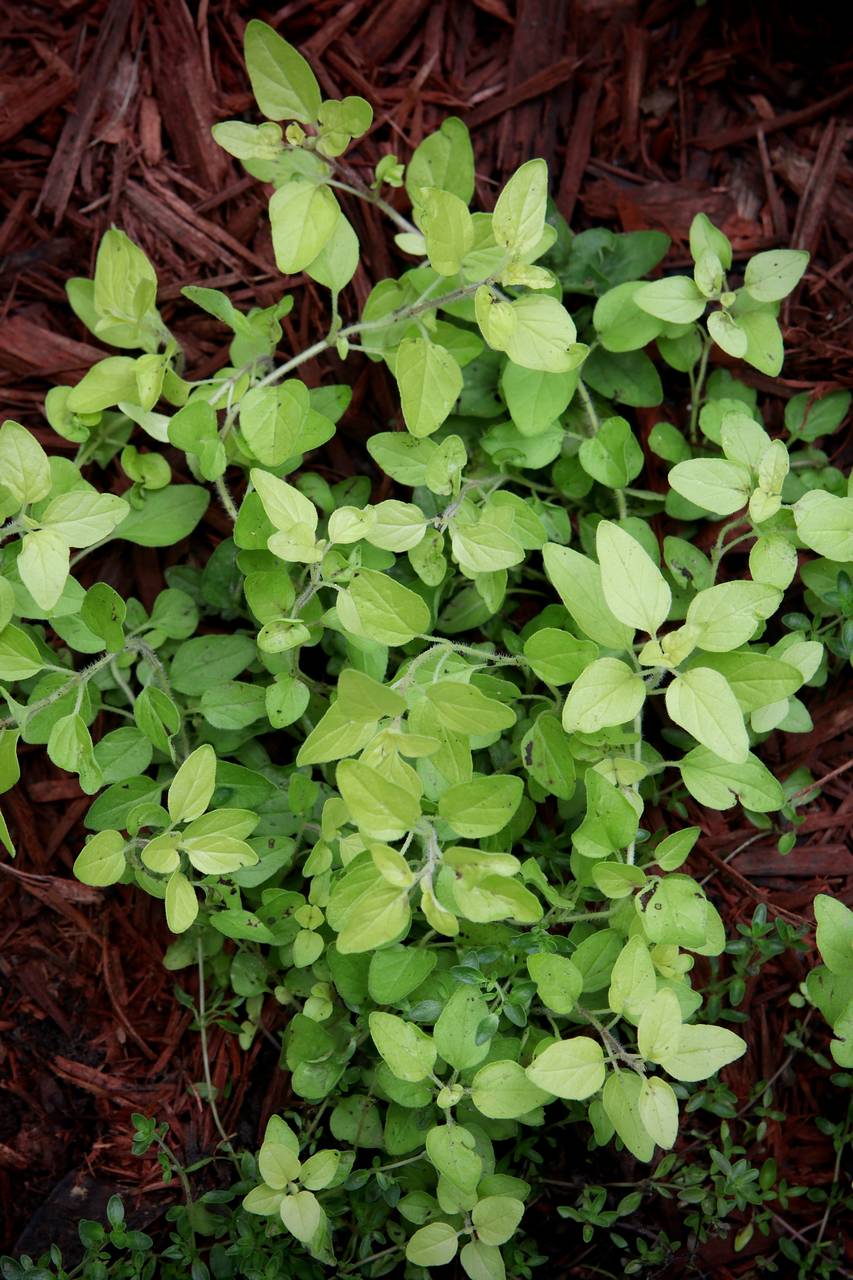 Photo of Golden Oregano